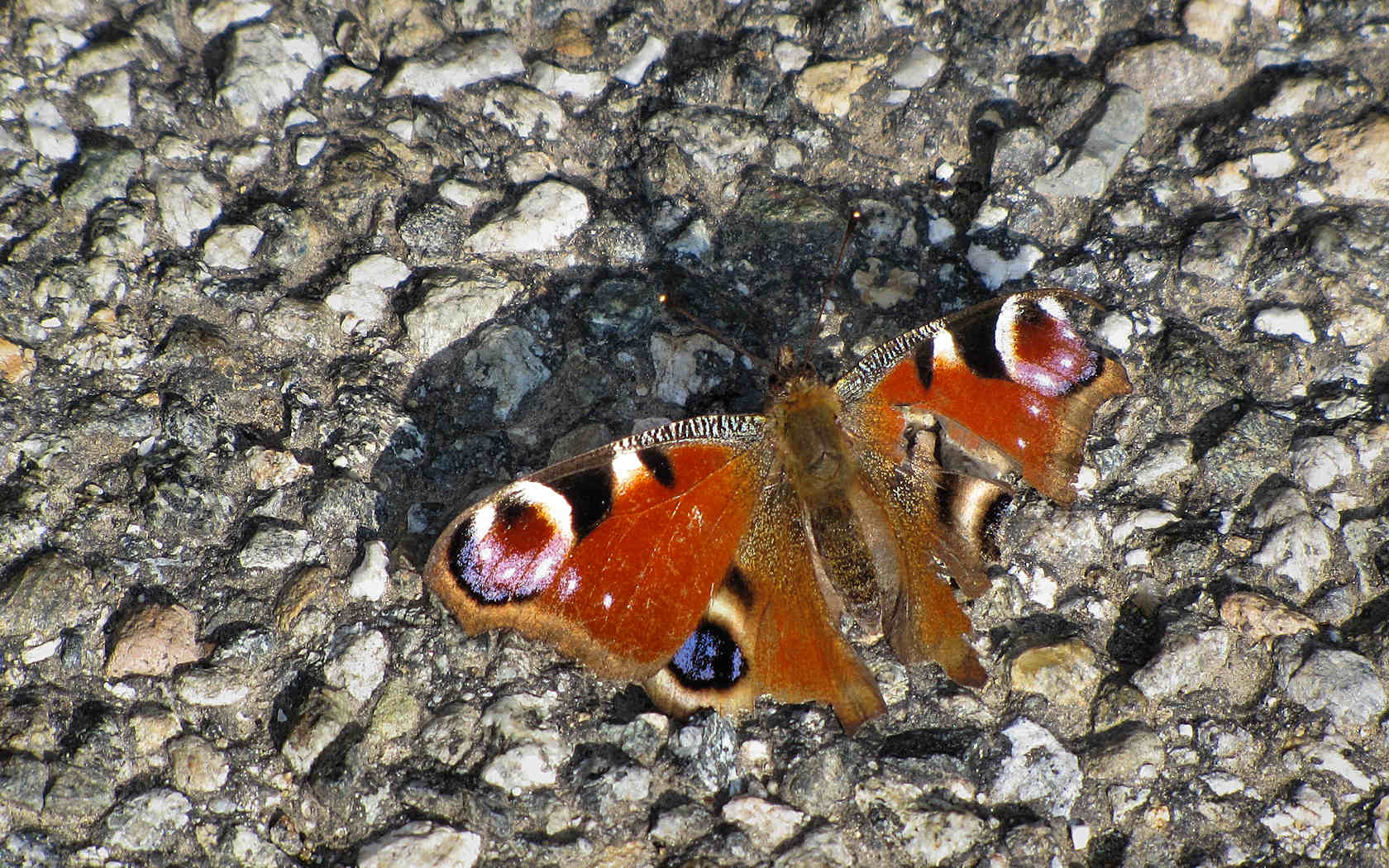Vanessa al sole